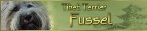 Tibet Terrier Fussel